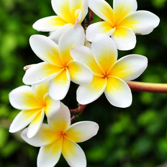 Meet your Posher, Megan - Picture 1 of 1